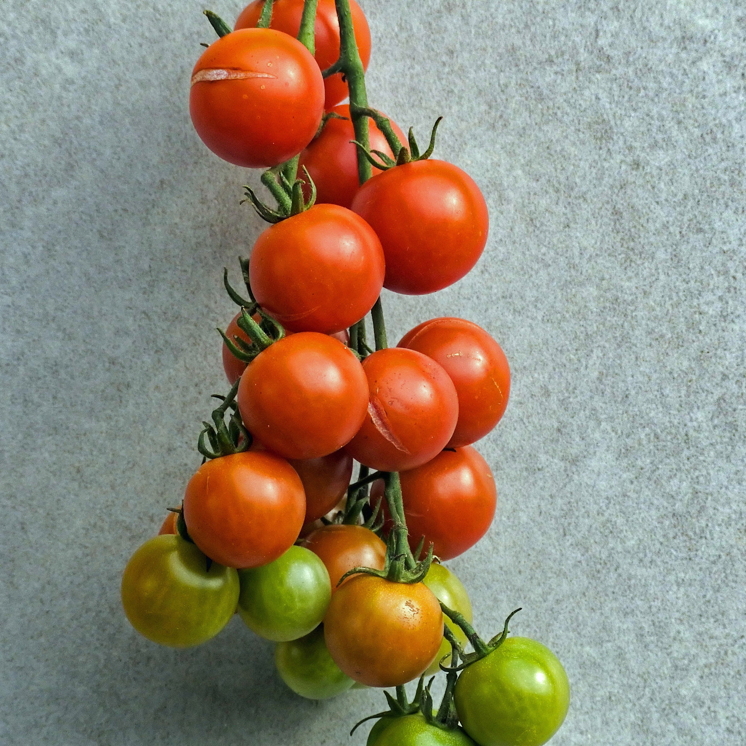 Tomate cerise BIO