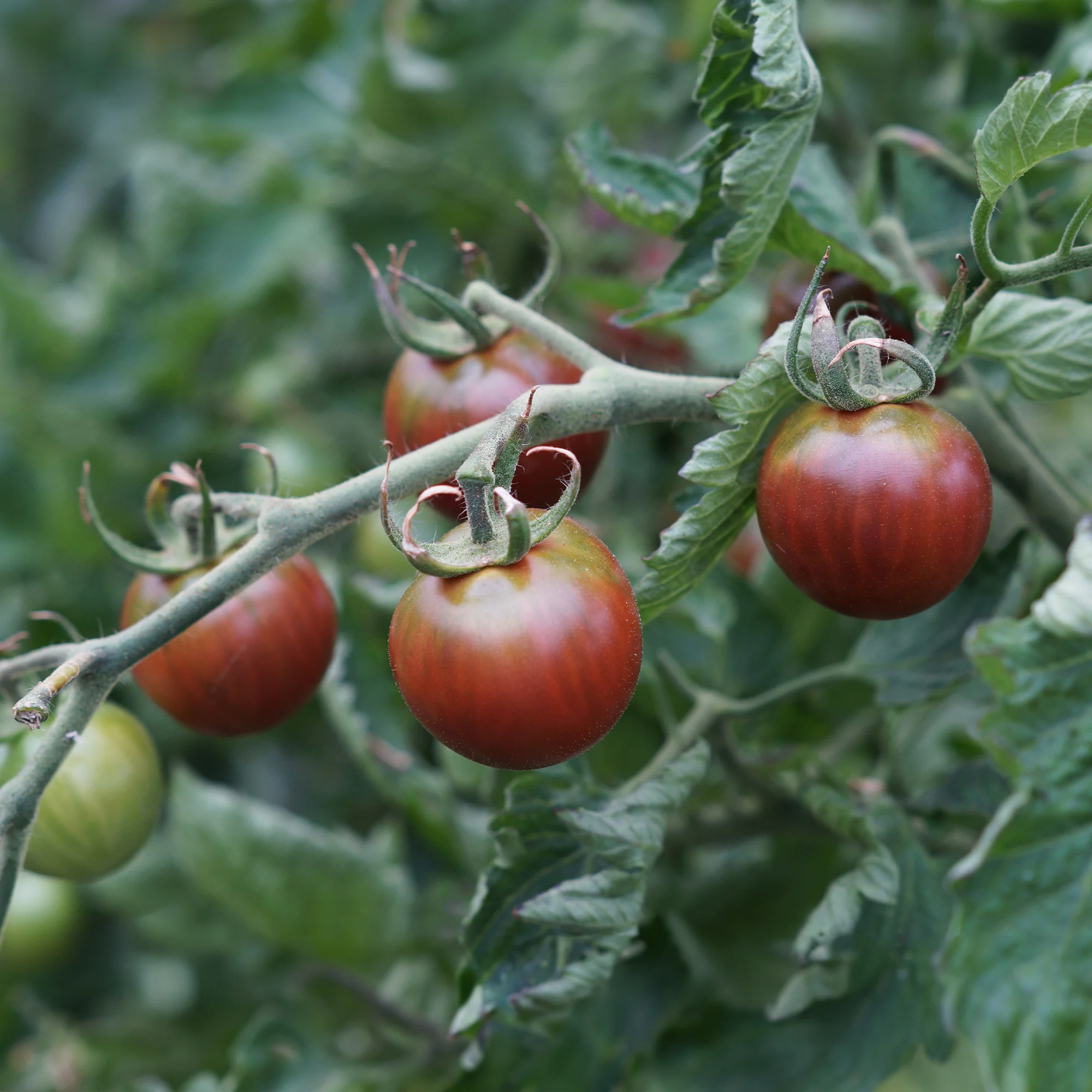 Tomate-cerise Cerise Chocolate