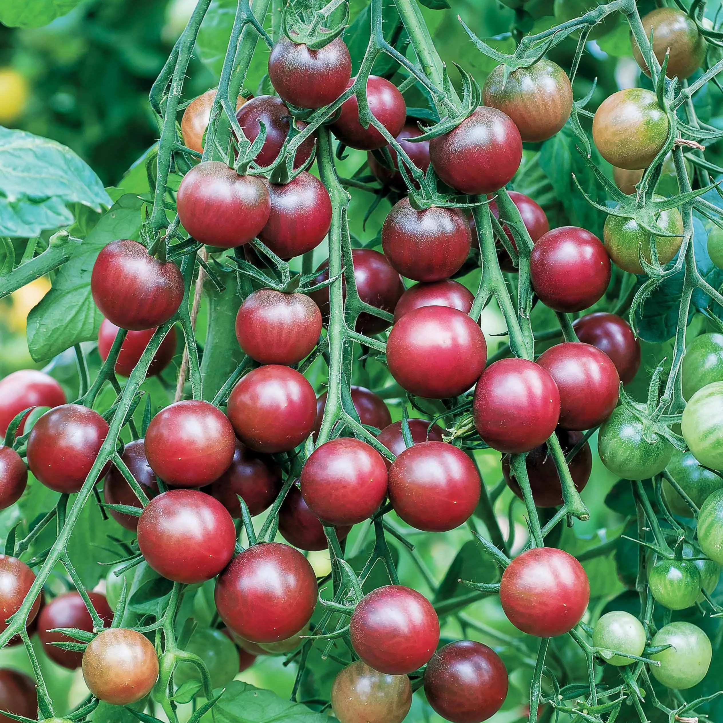 Tomate-cerise Cerise Chocolate - Image 2