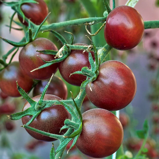 Tomate-cerise Cerise Chocolate - Image 3