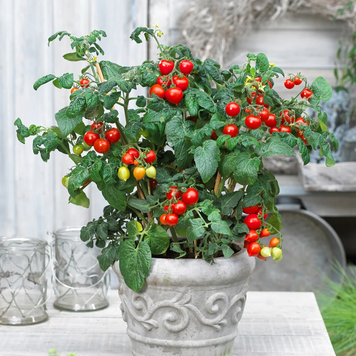 Tomate cerise Coeur d'amour