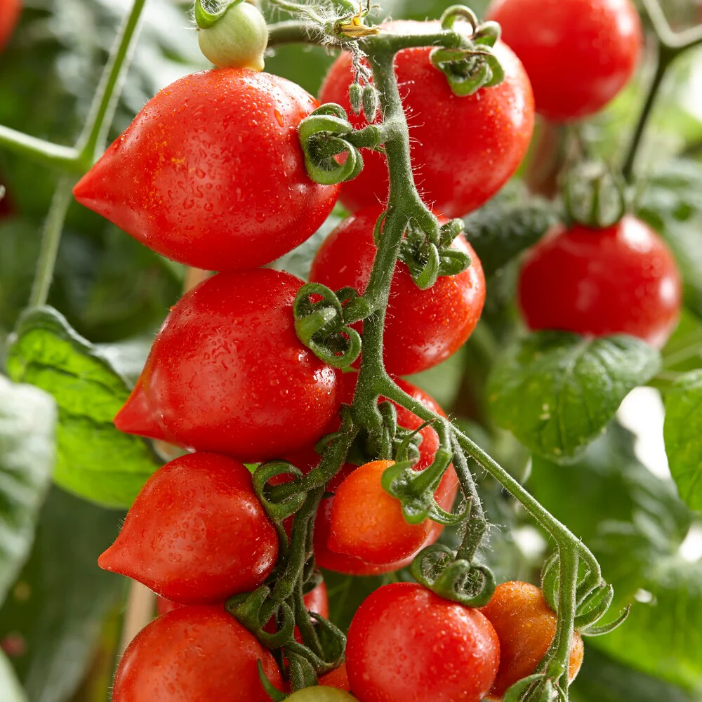 Tomate cerise Coeur d'amour - Image 3