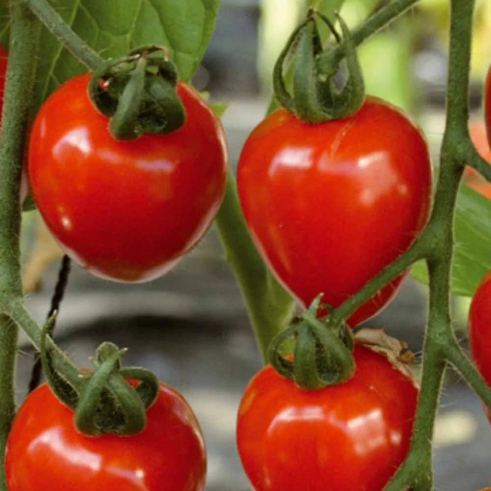 Tomate-cerise Gardenberry F1