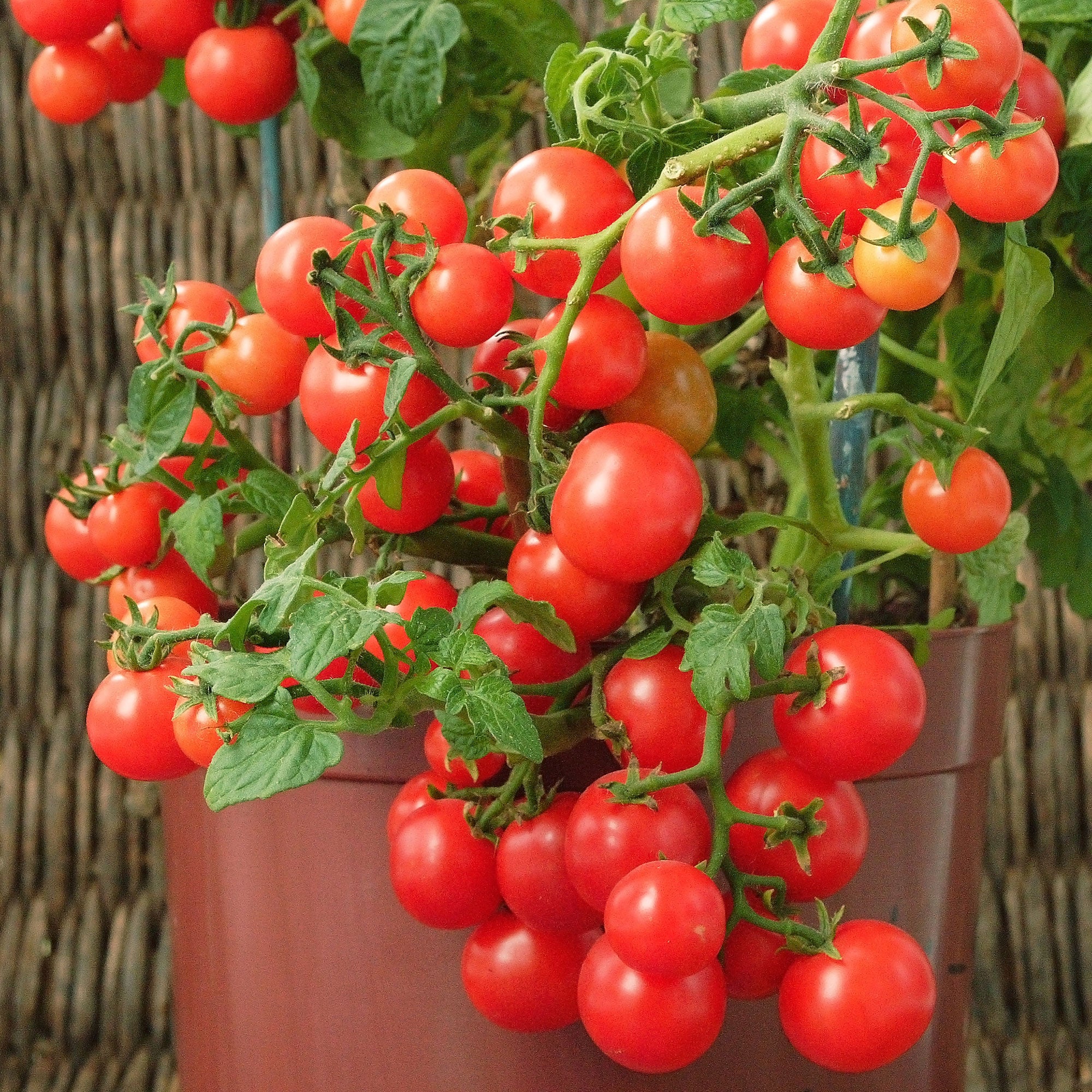 Tomate-cerise pour pot Minibel