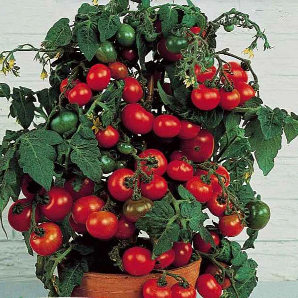 Tomate-cerise pour pot Minibel - Image 3