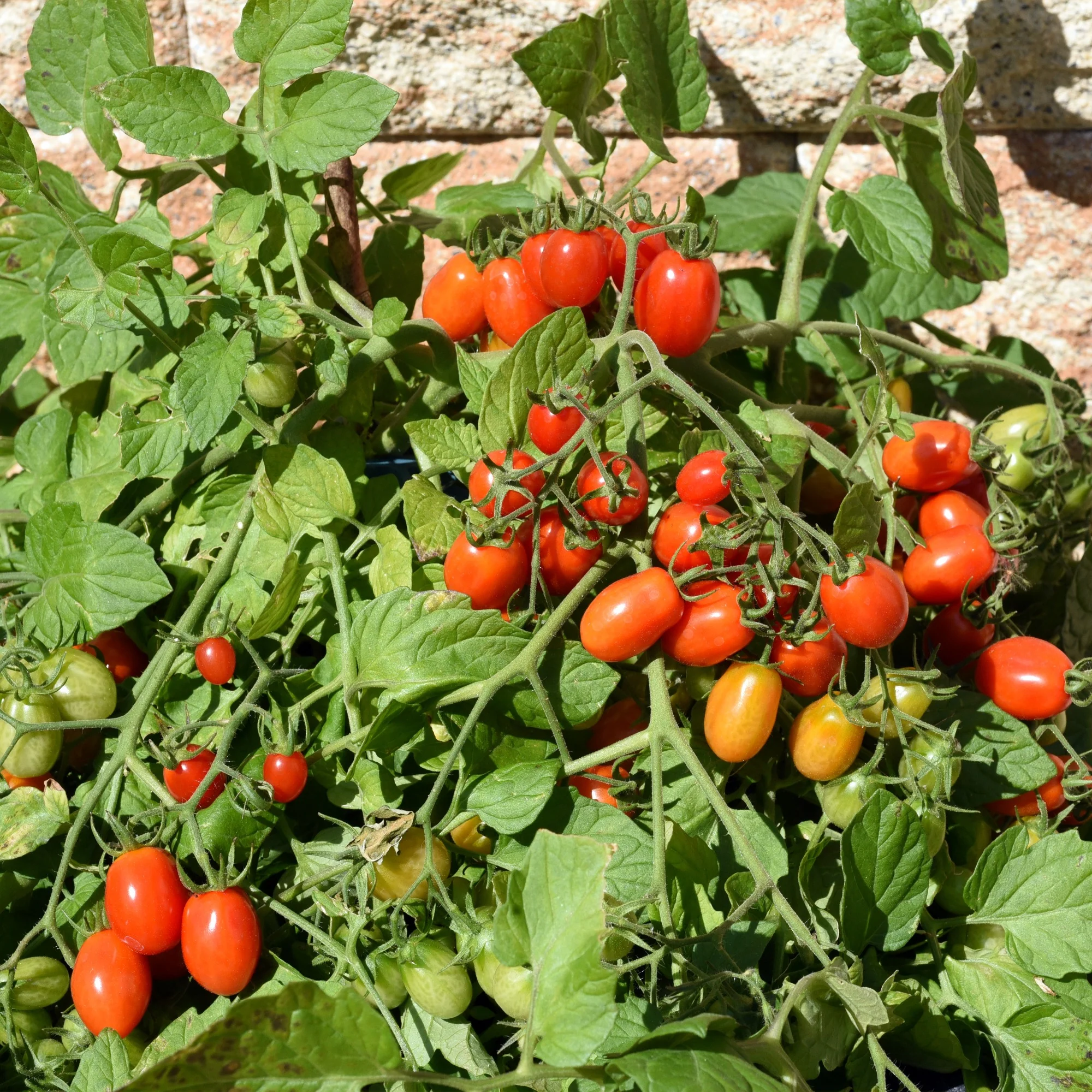 Tomate-cerise Romello F1 - Image 2