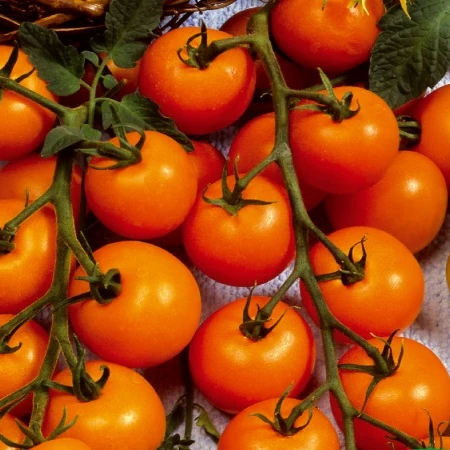 Tomate-cerise Sungold F1