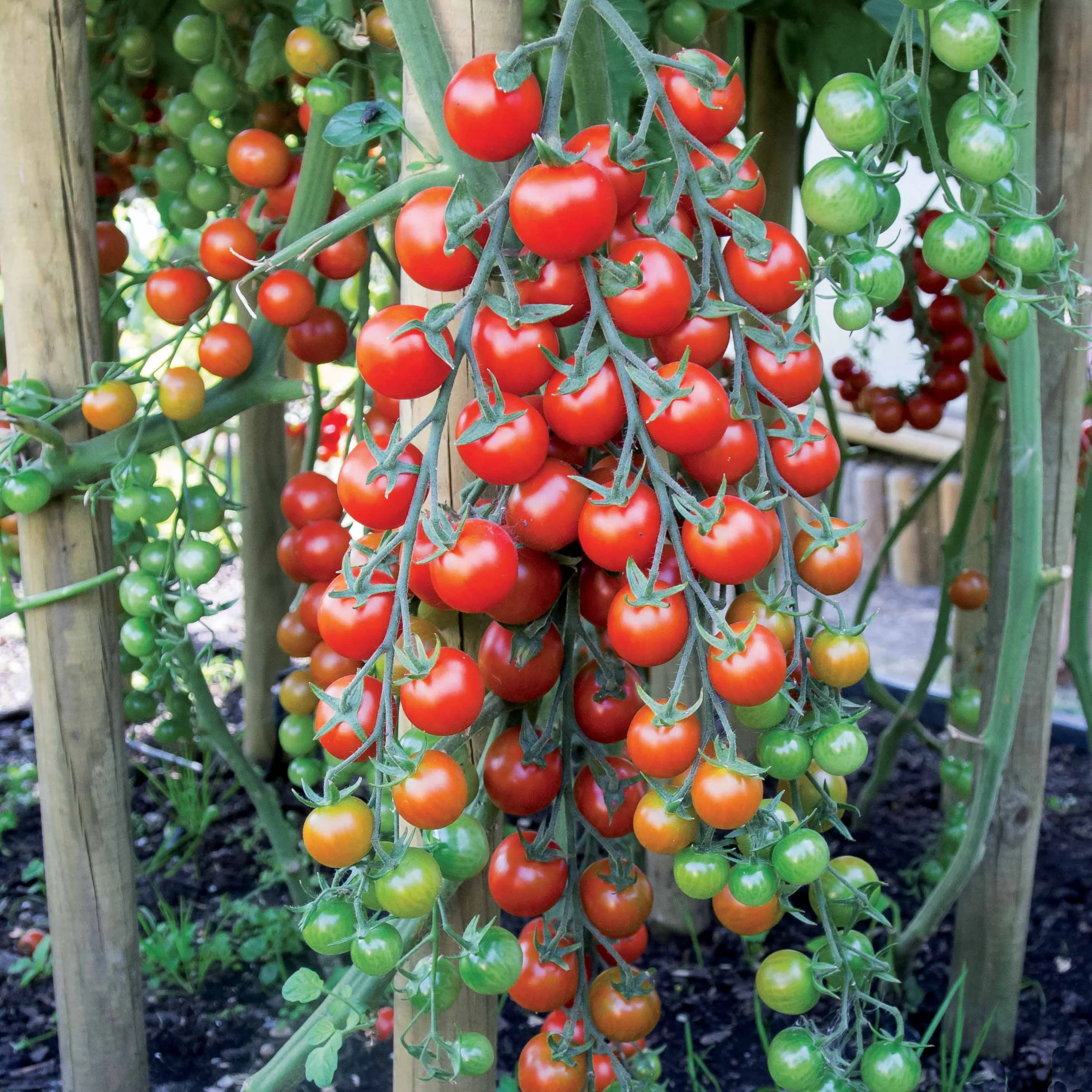 Tomate cerise Sweet baby