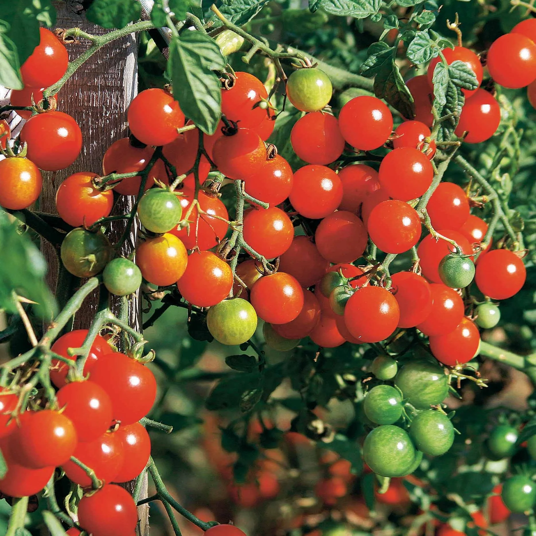 Tomate cerise Sweet baby - Image 2