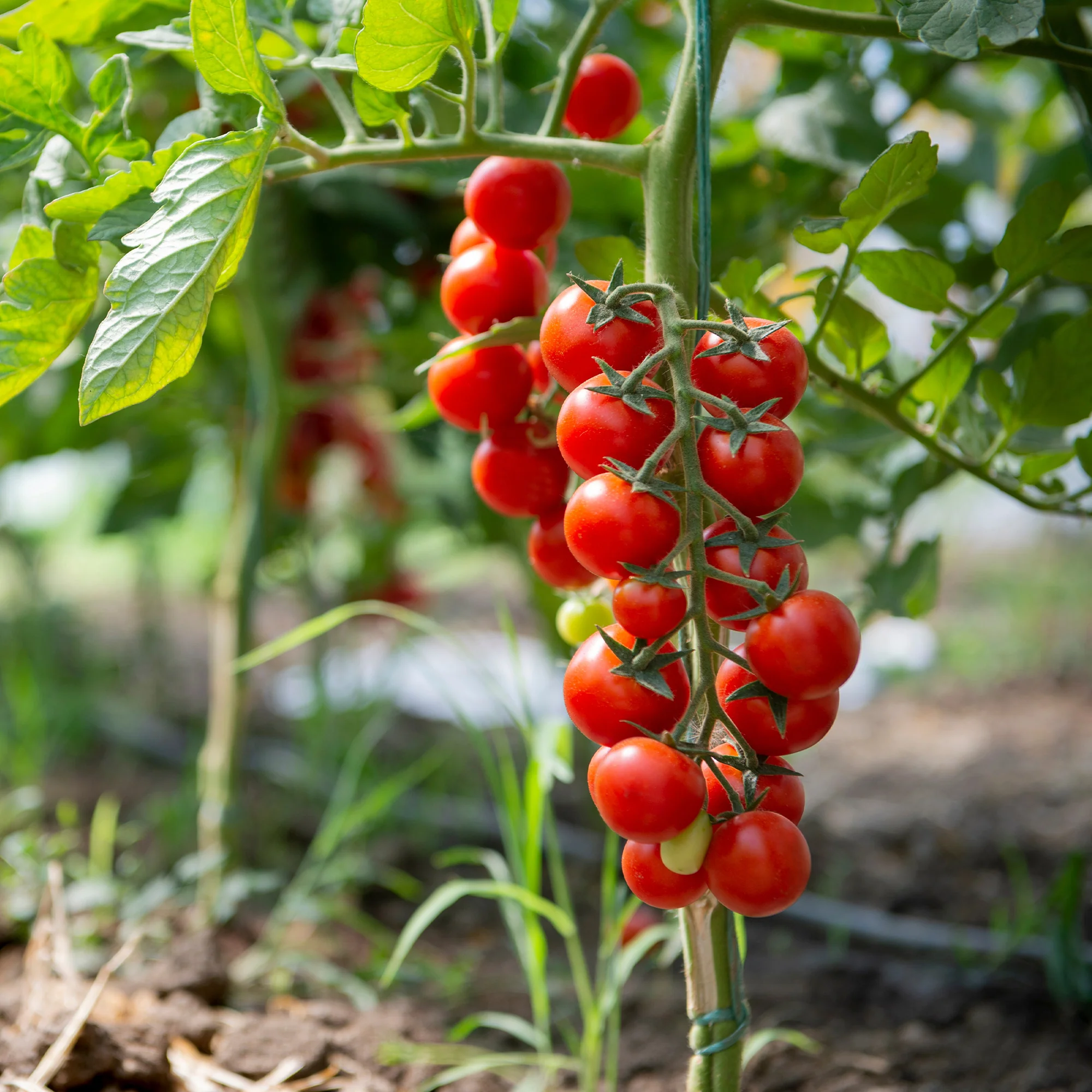 Tomate cerise Sweet baby - Image 3