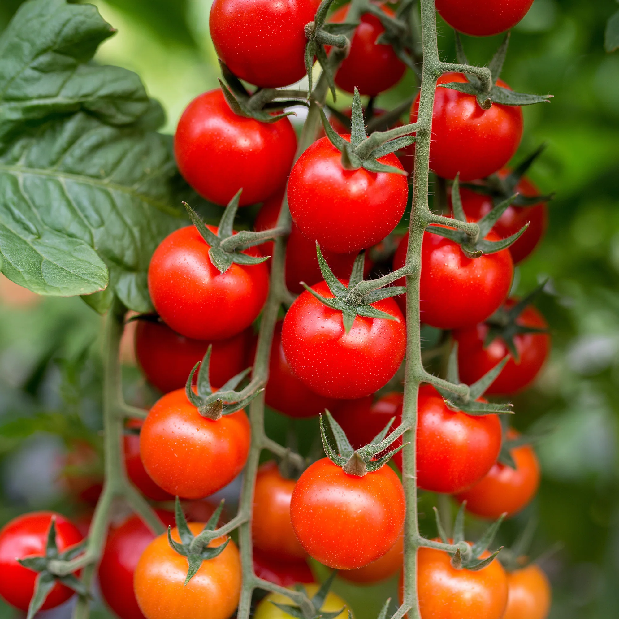 Tomate cerise Sweet baby - Image 4