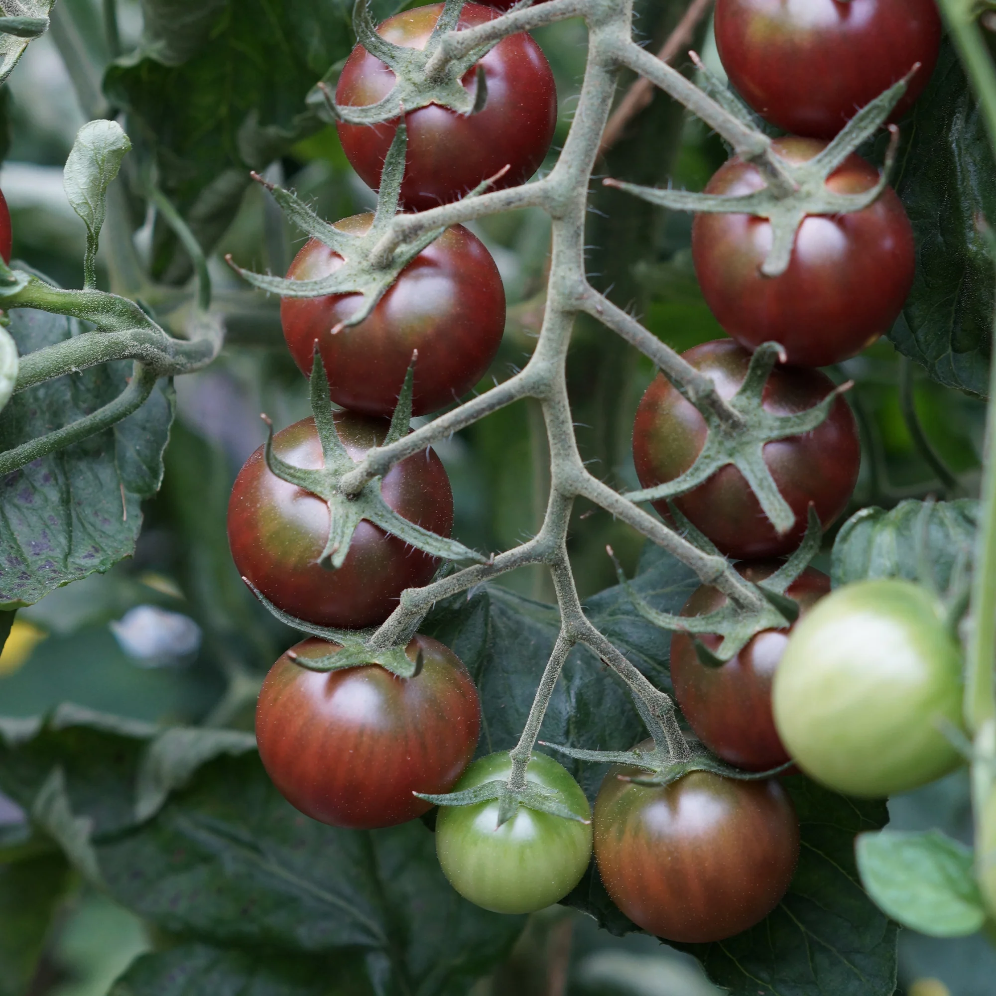 Tomate cerise Sweet baby - Image 5