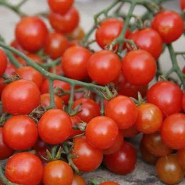 Tomate cerise sweetie BIO