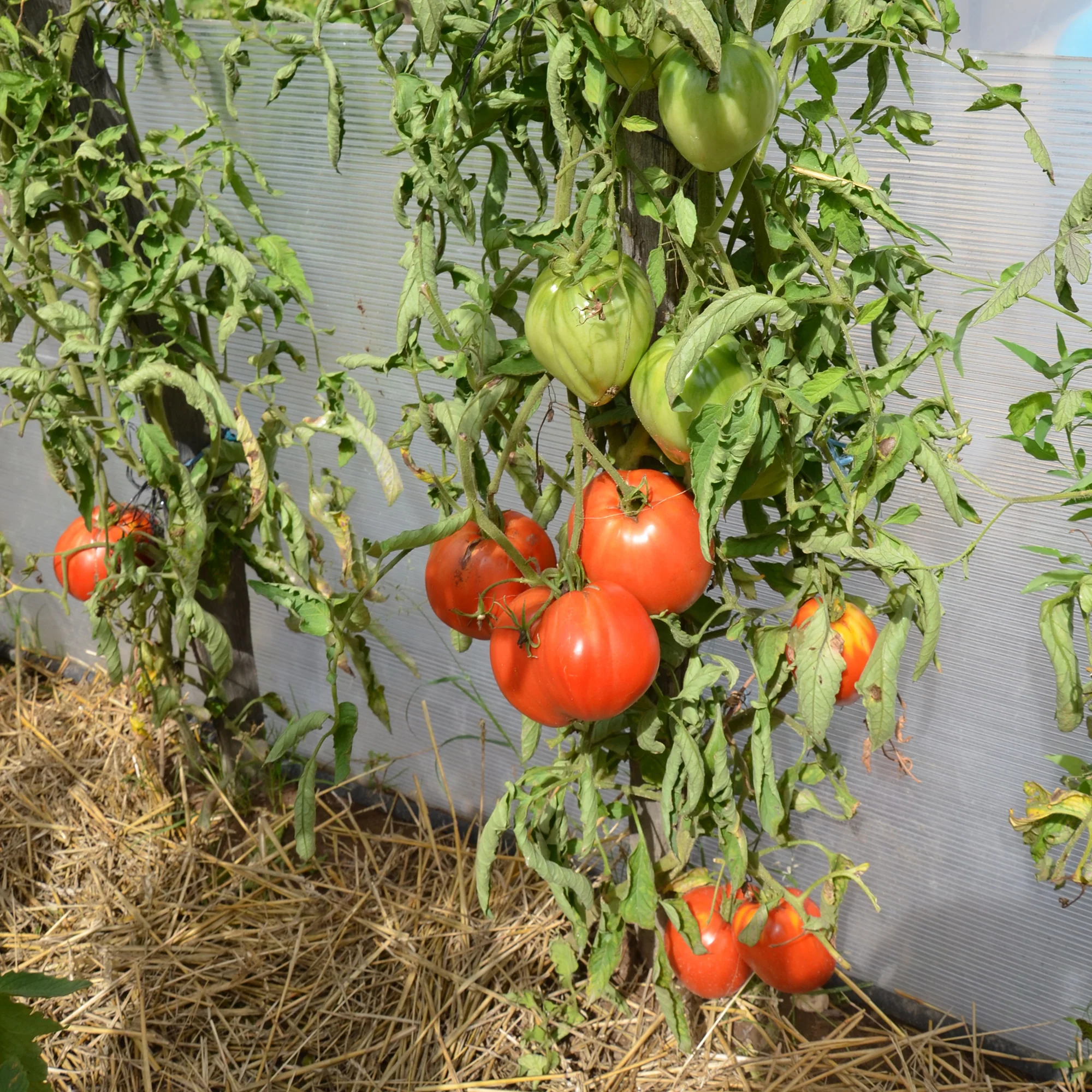 Tomate charnue 'Coeur de Boeuf' - Image 3