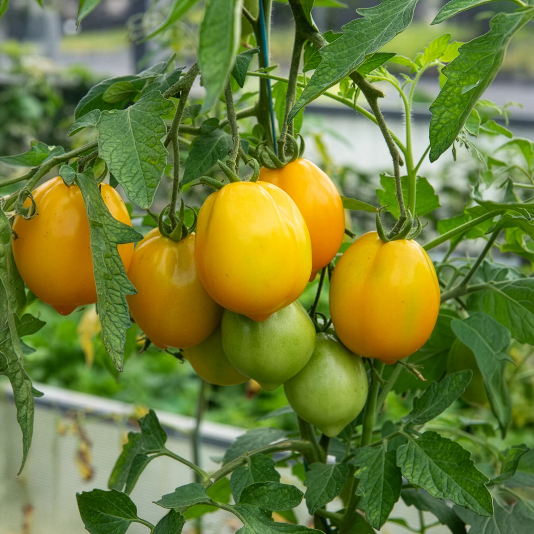 Tomate citron - Lemon Tree - Image 3