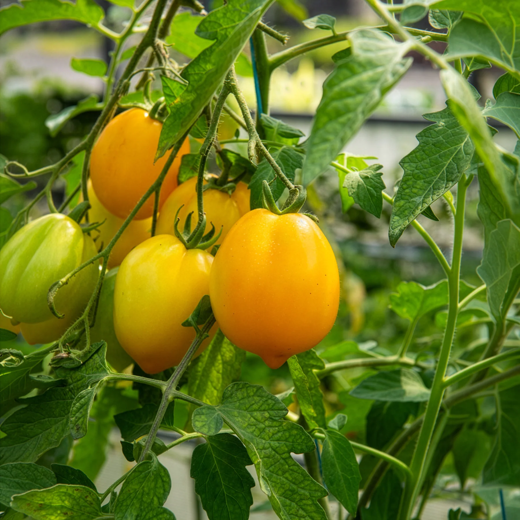 Tomate citron - Lemon Tree - Image 5