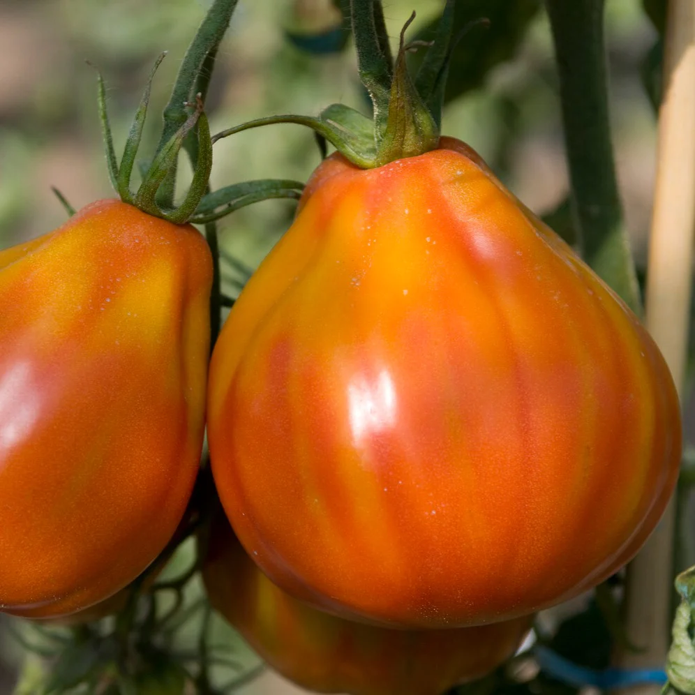 Tomate  Liguria