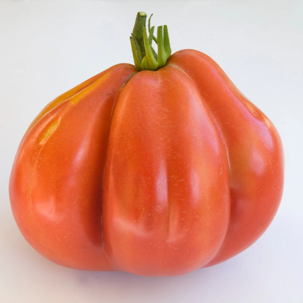 Tomate  Liguria - Image 2