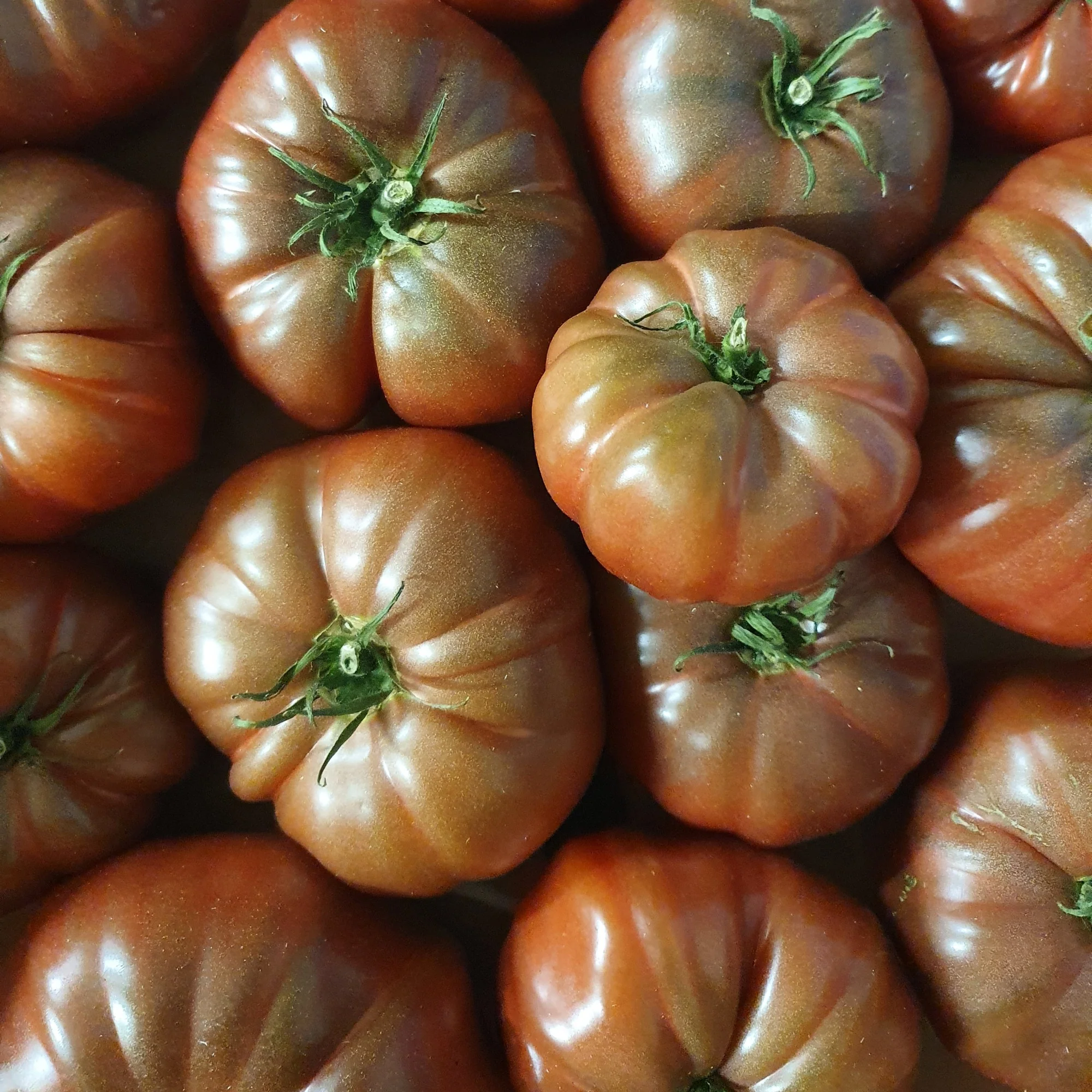 Tomate Noire de Crimée - Image 2