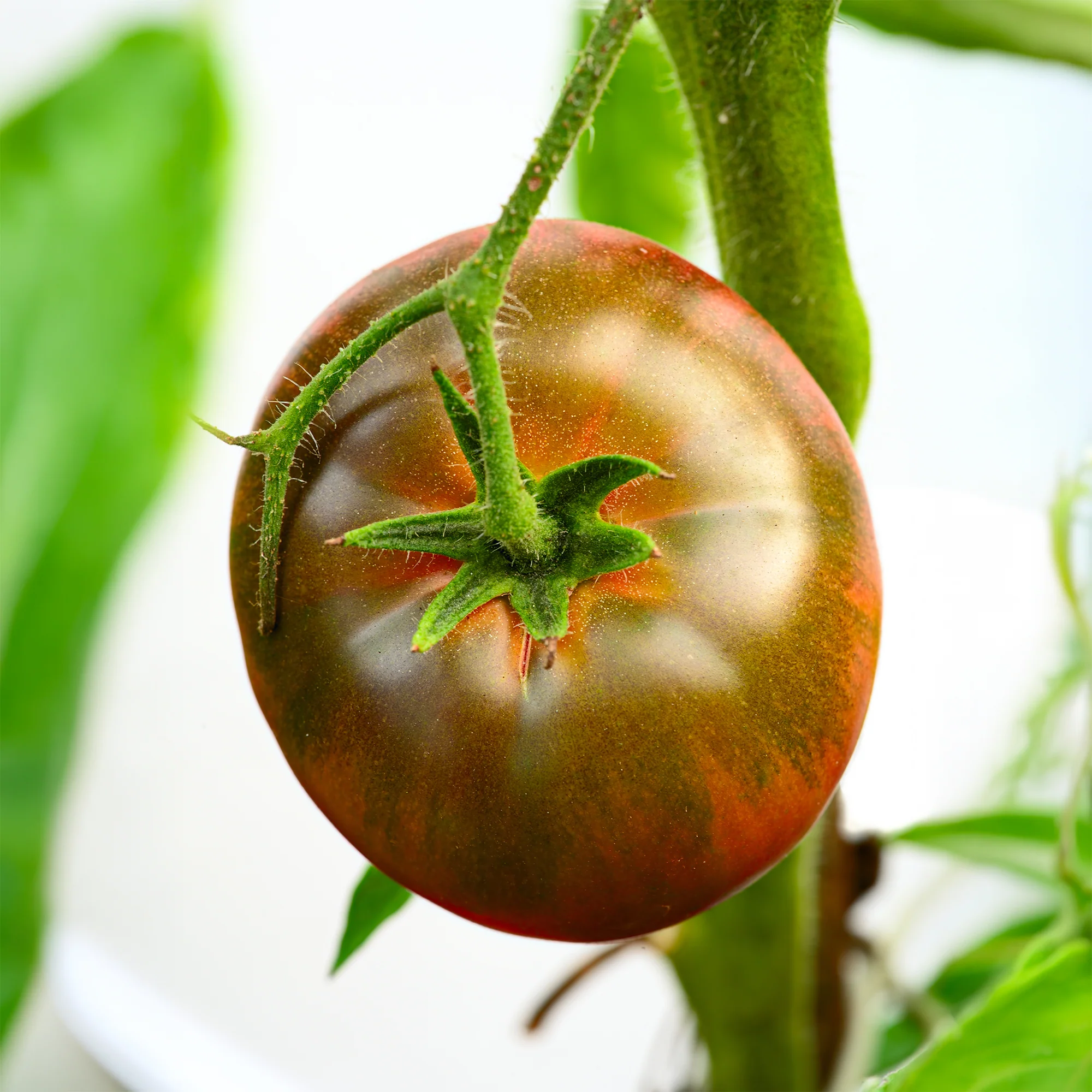 Tomate Noire russe - Image 4
