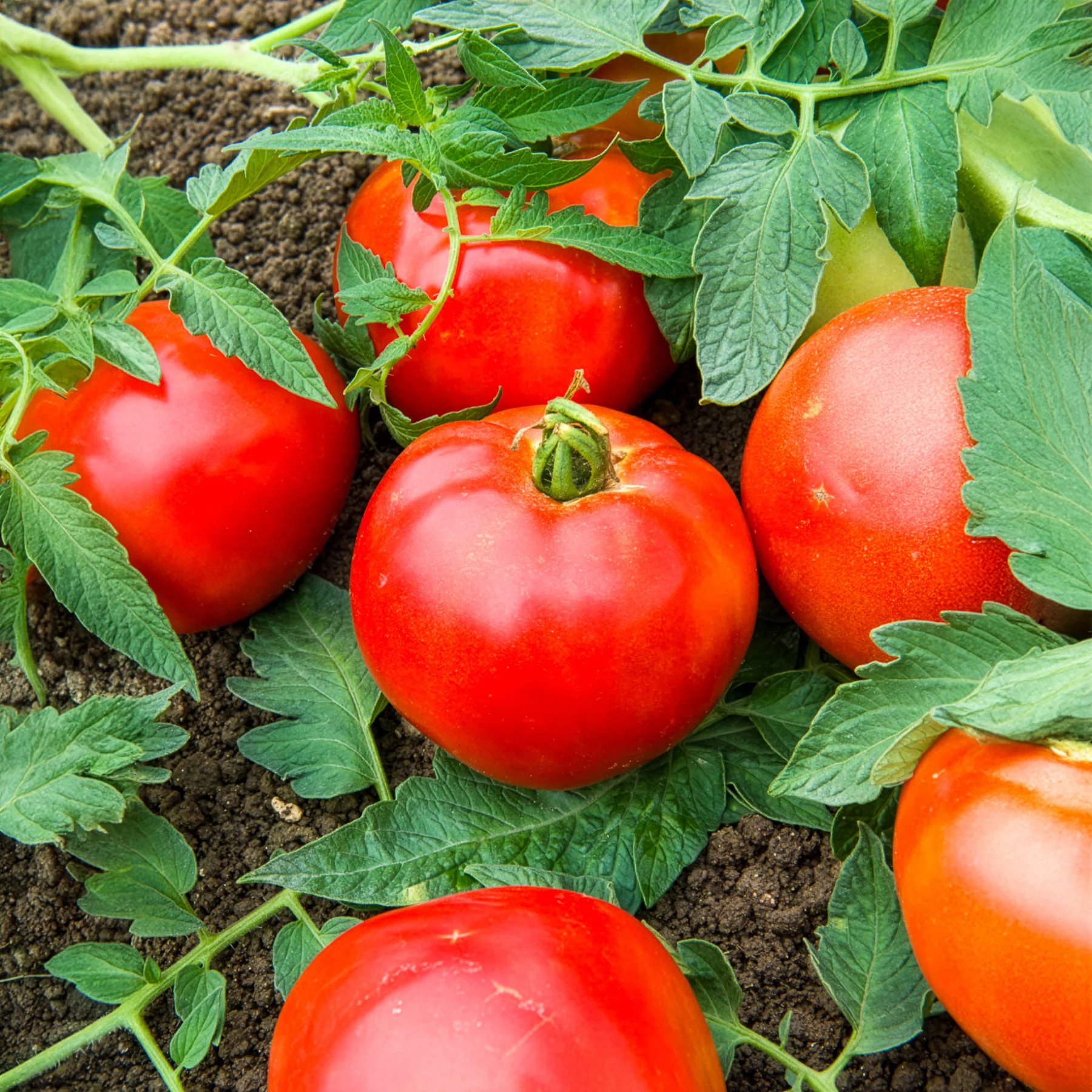 Tomate Pyros F1