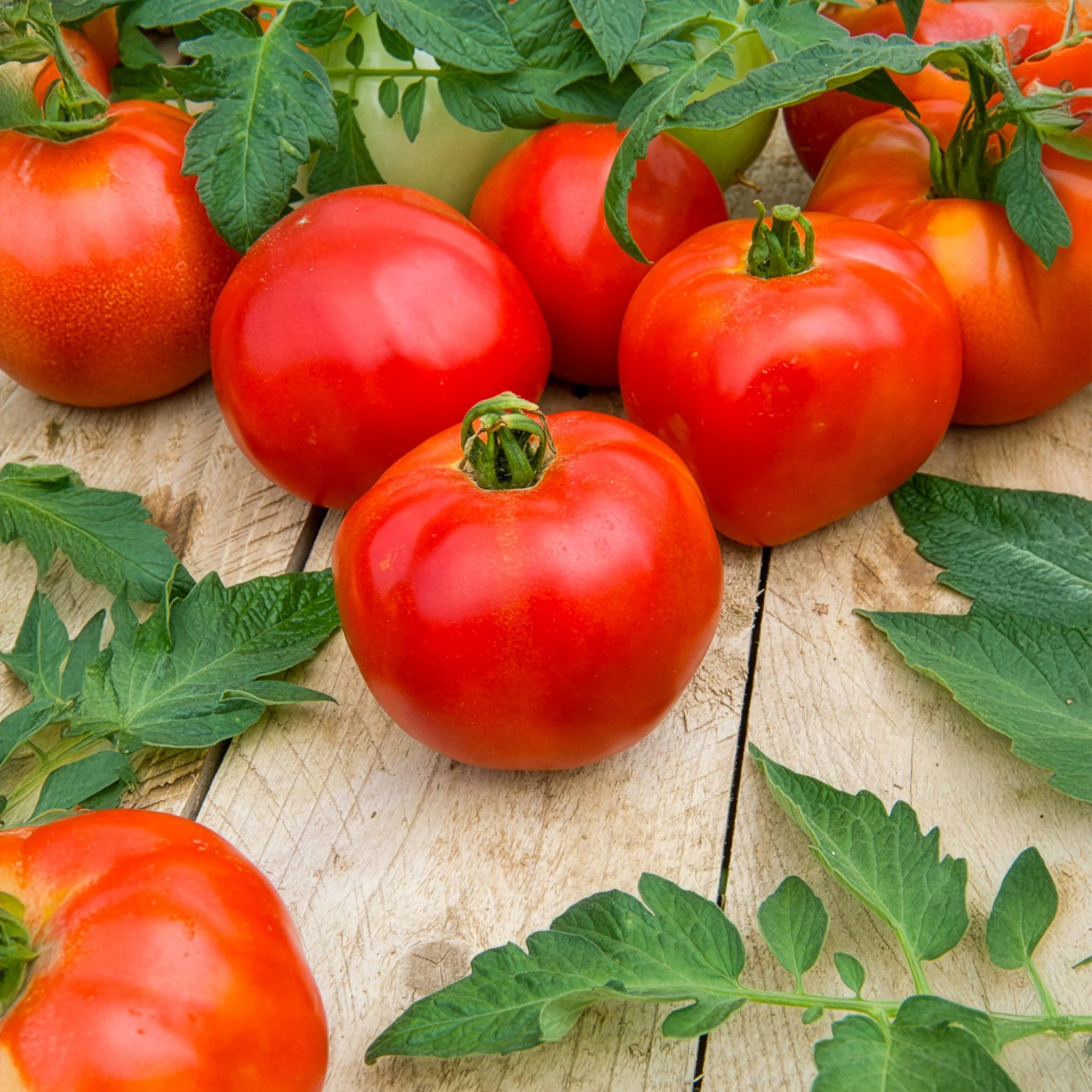 Tomate Pyros F1 - Image 2