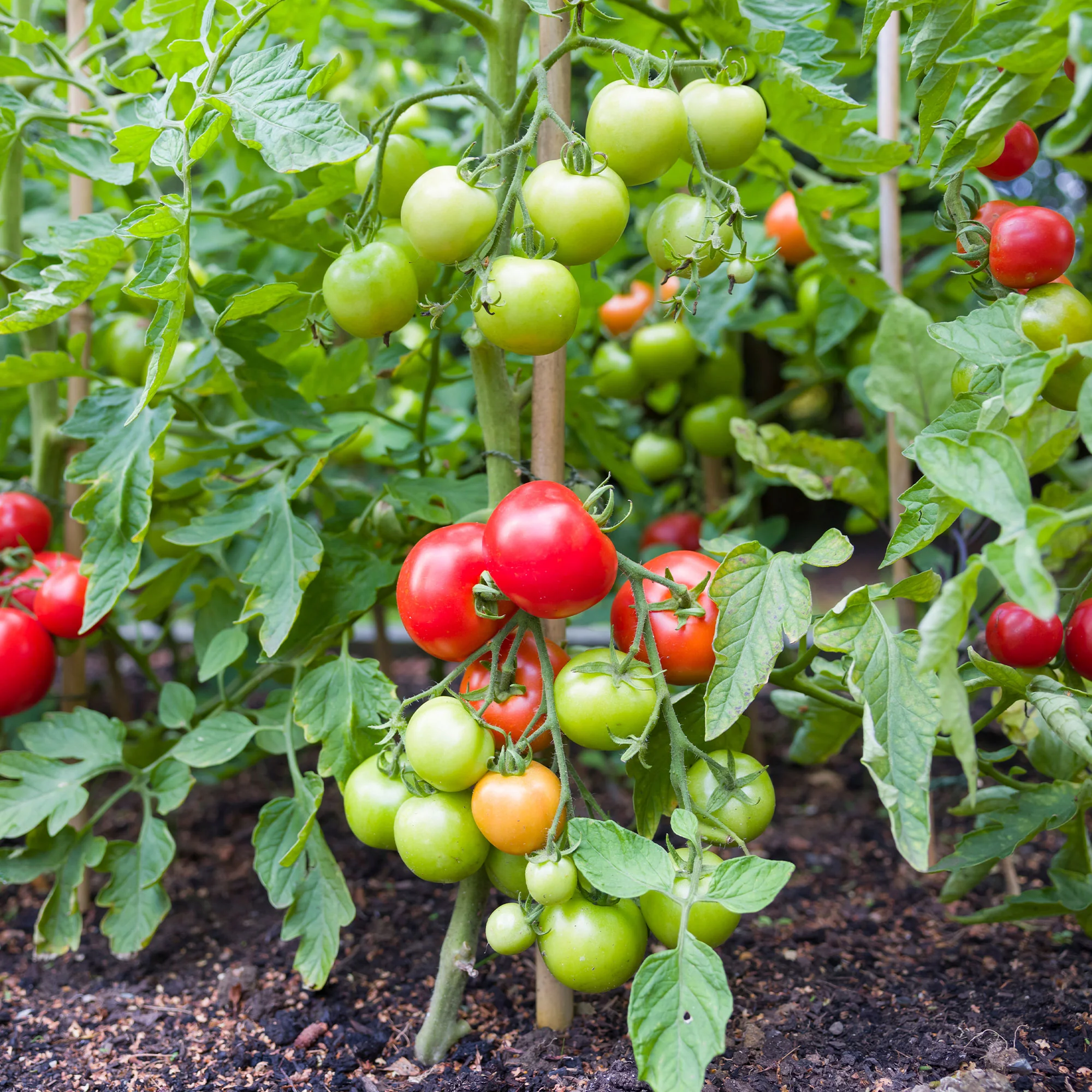 Tomate Vitador F1