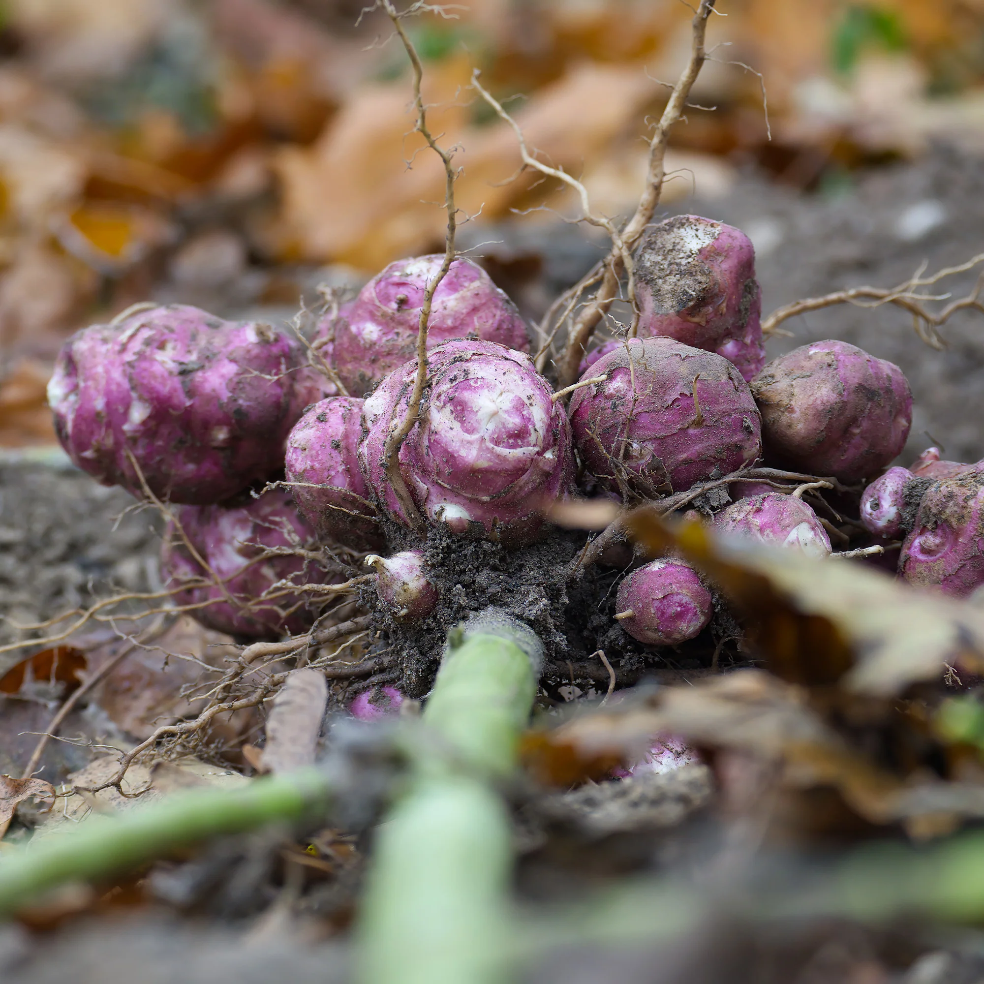 5 Topinambours Violets - Image 2