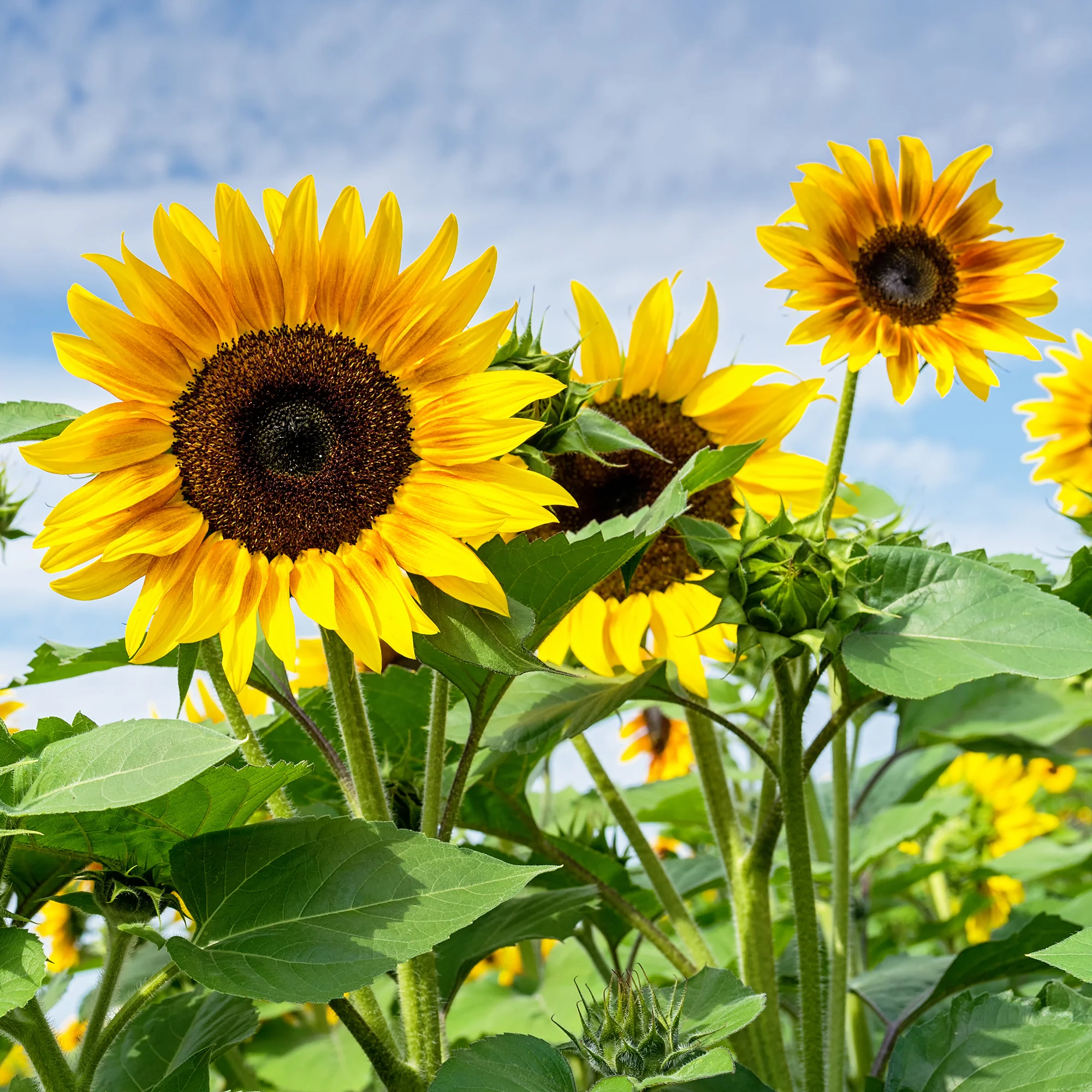 Tournesol