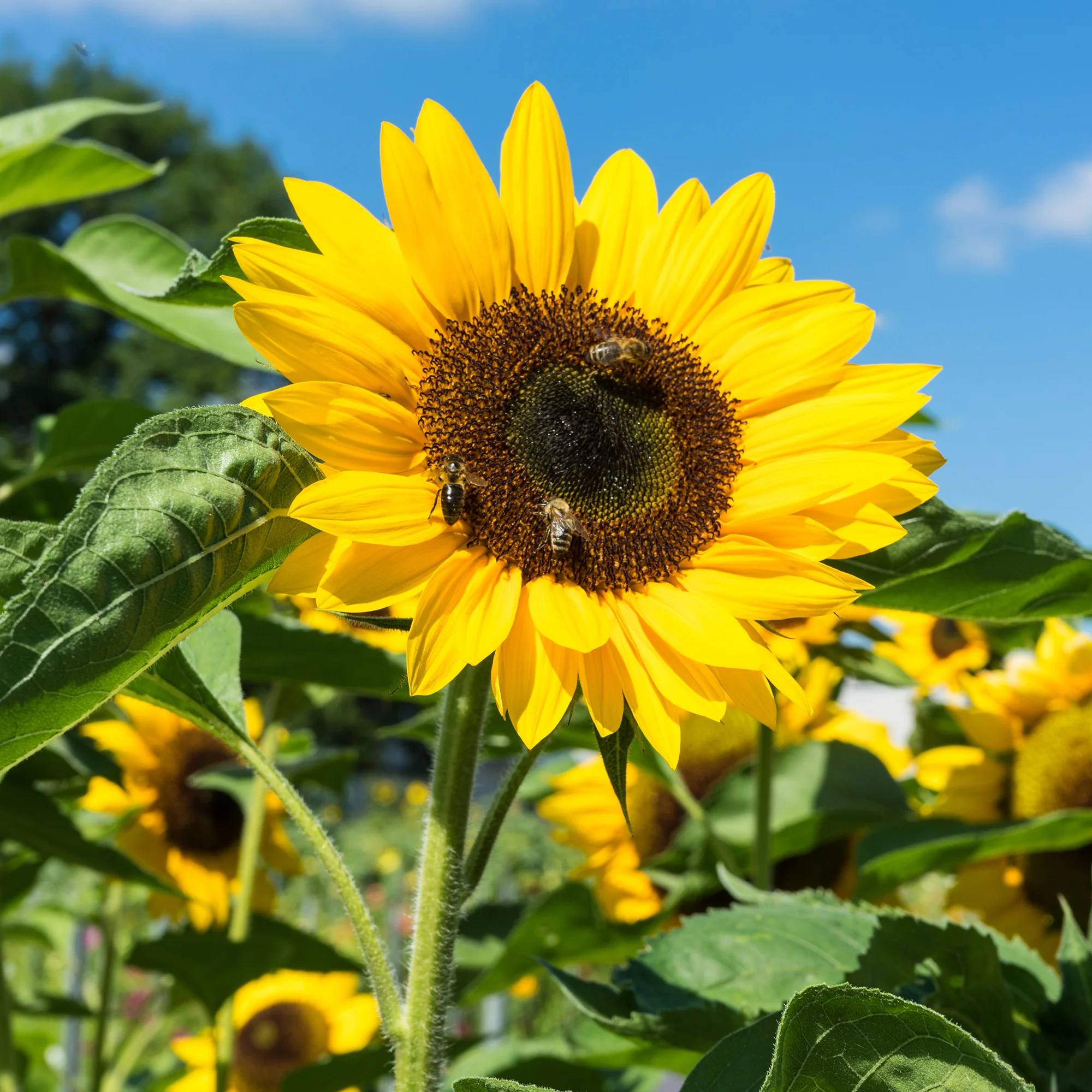 Tournesol - Image 2