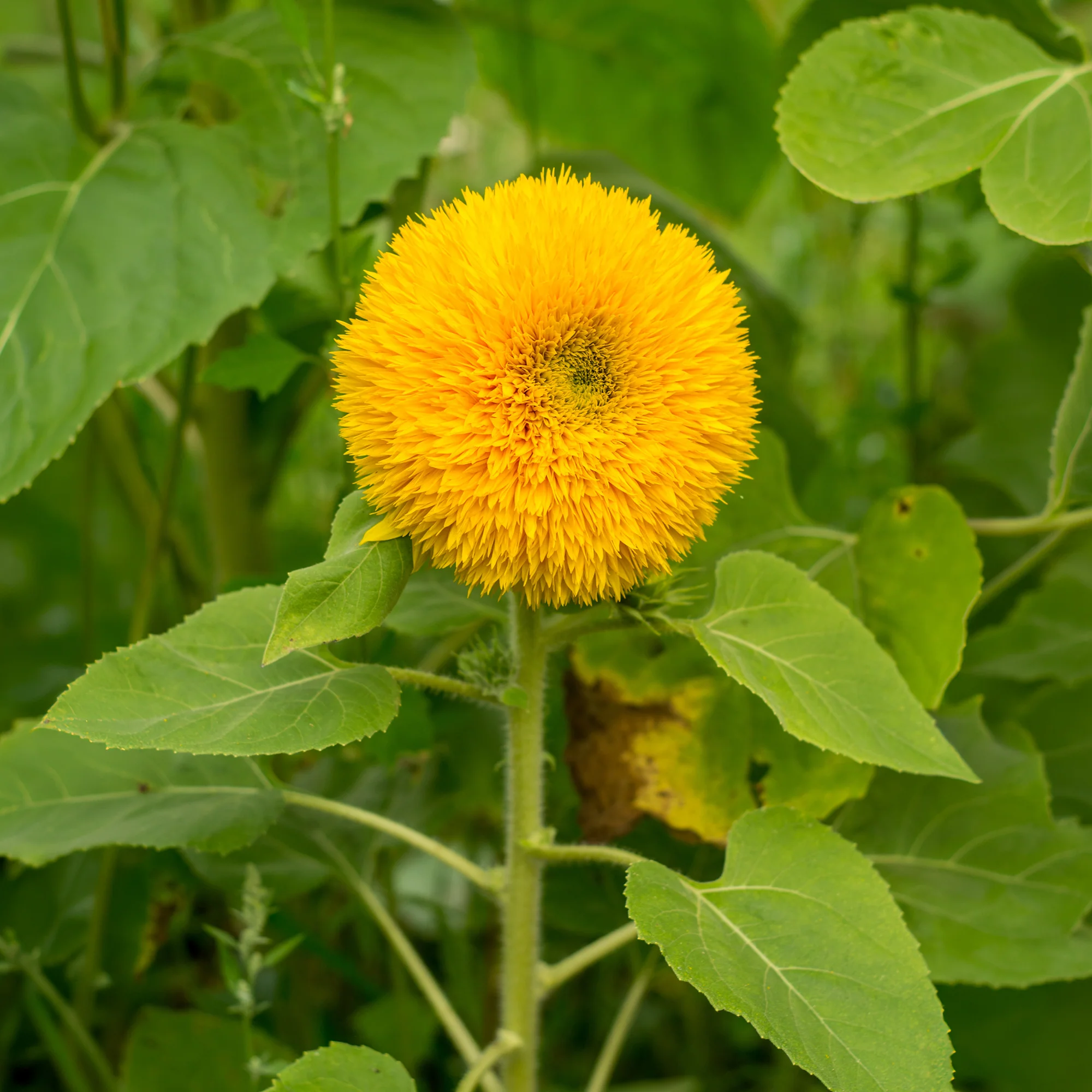 Tournesol à fleur double naine Teddy Bear - Image 2