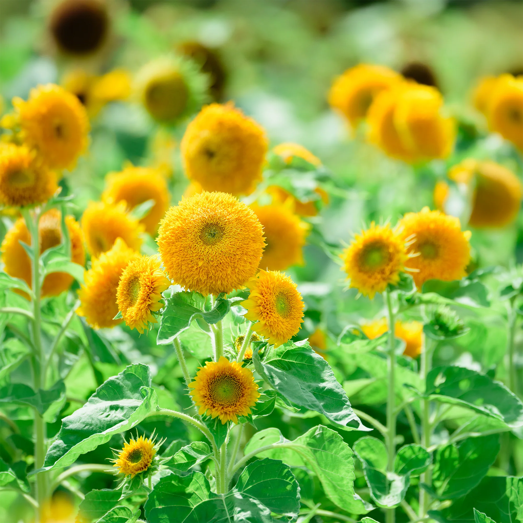 Tournesol à fleur double naine Teddy Bear - Image 3
