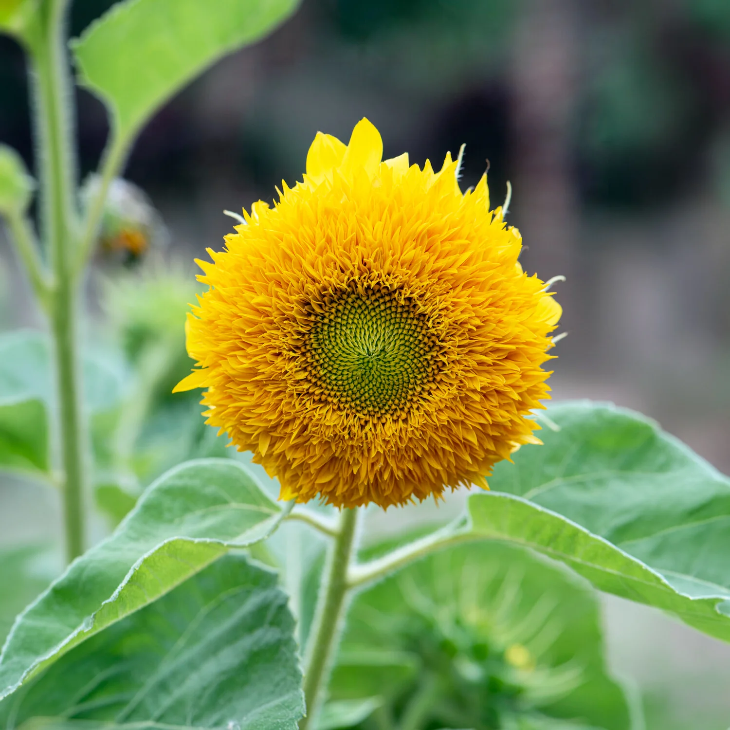 Tournesol à fleur double naine Teddy Bear - Image 5
