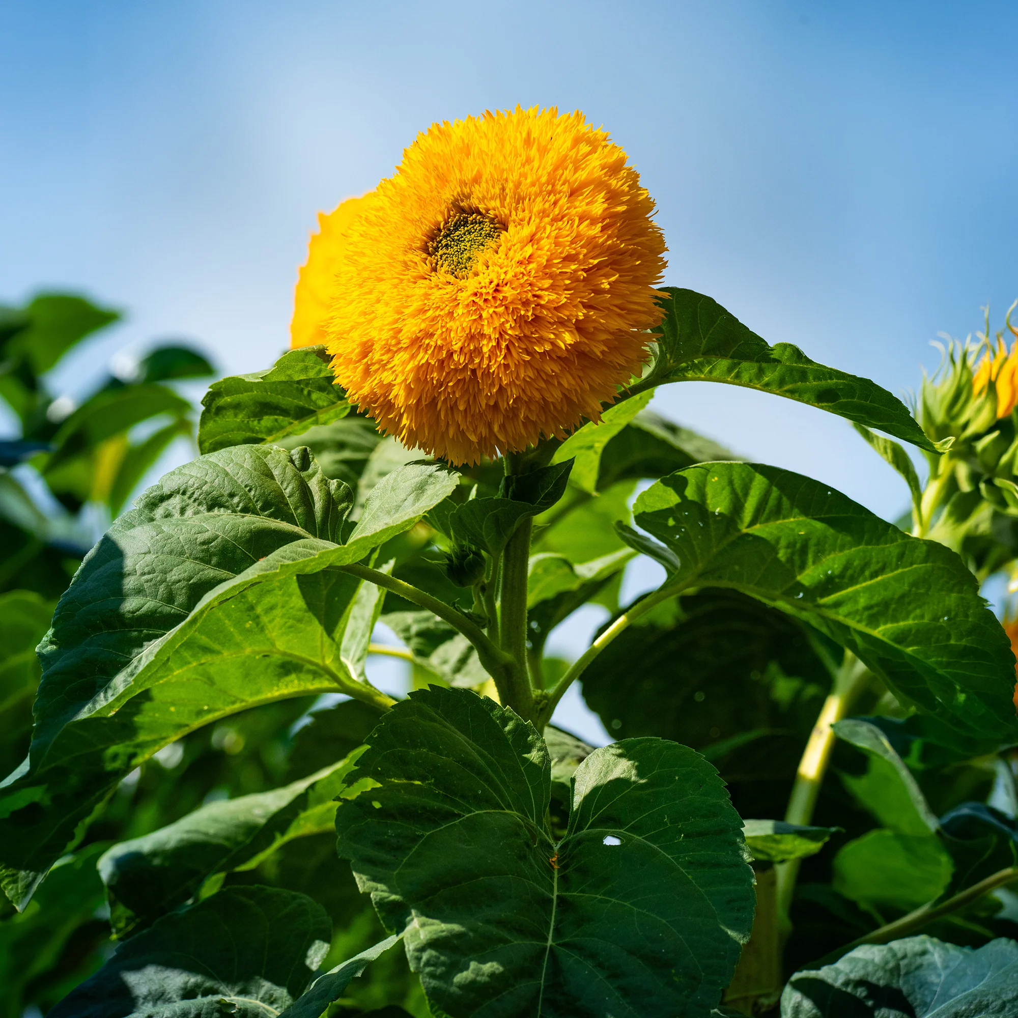 Tournesol à fleur double naine Teddy Bear - Image 8