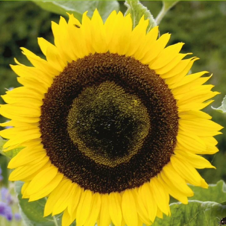 Tournesol à fleur géante 'Uniflorus Giganteus' BIO - Image 3