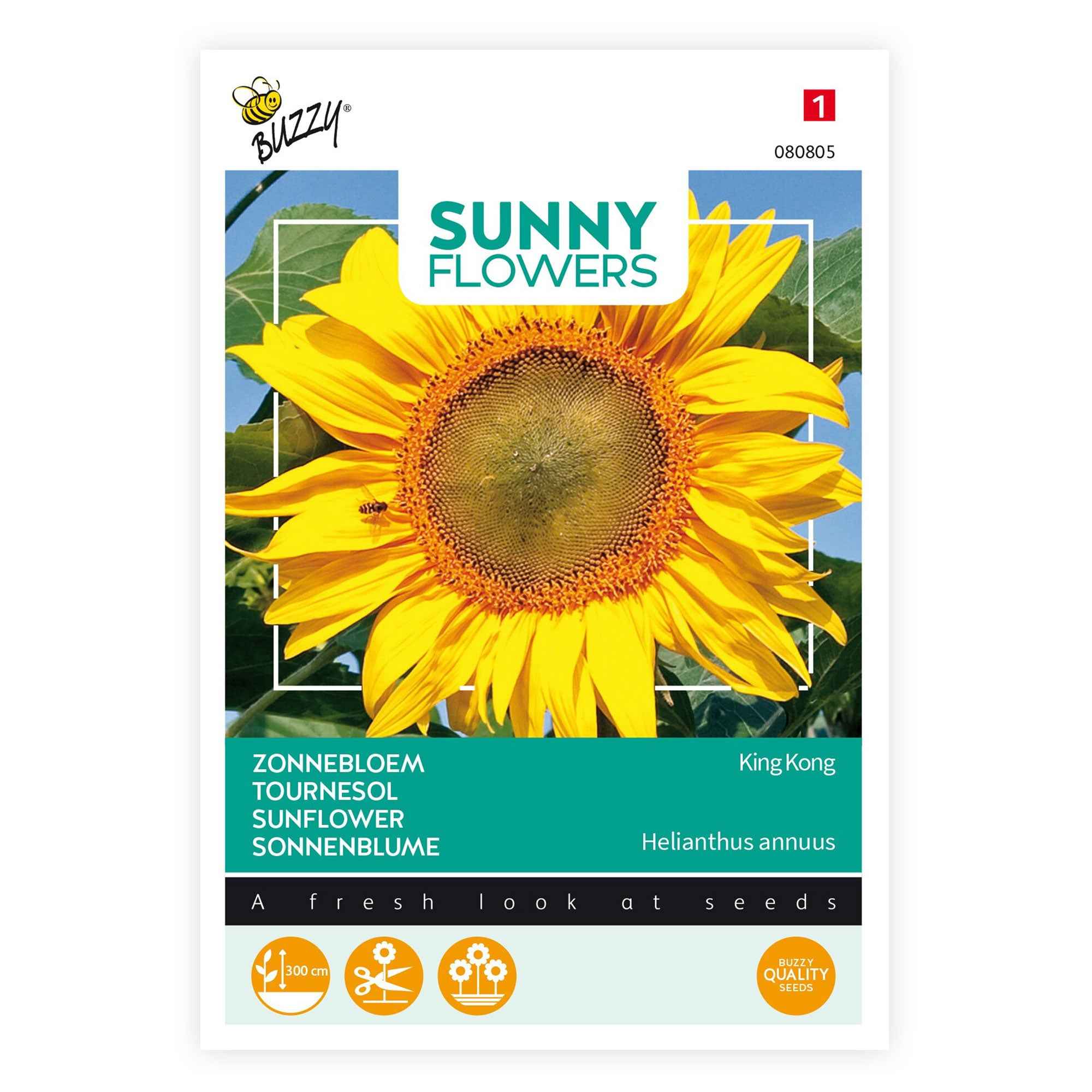 Tournesol géant Kong F1 - Image 3
