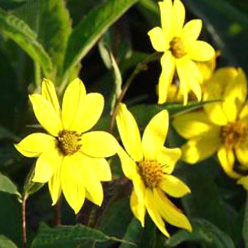 Tournesol vivace géant