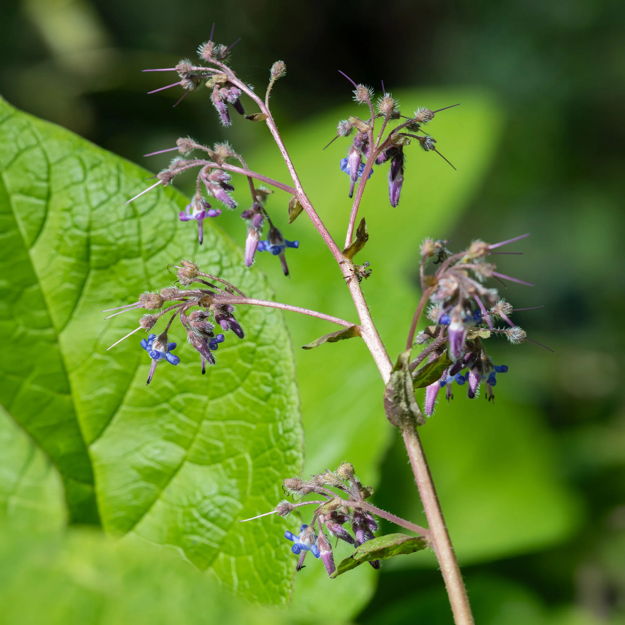 Trachystemon orientalis