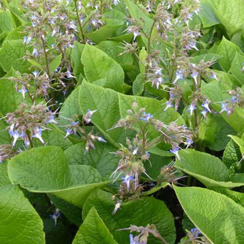 Trachystemon orientalis - Image 3
