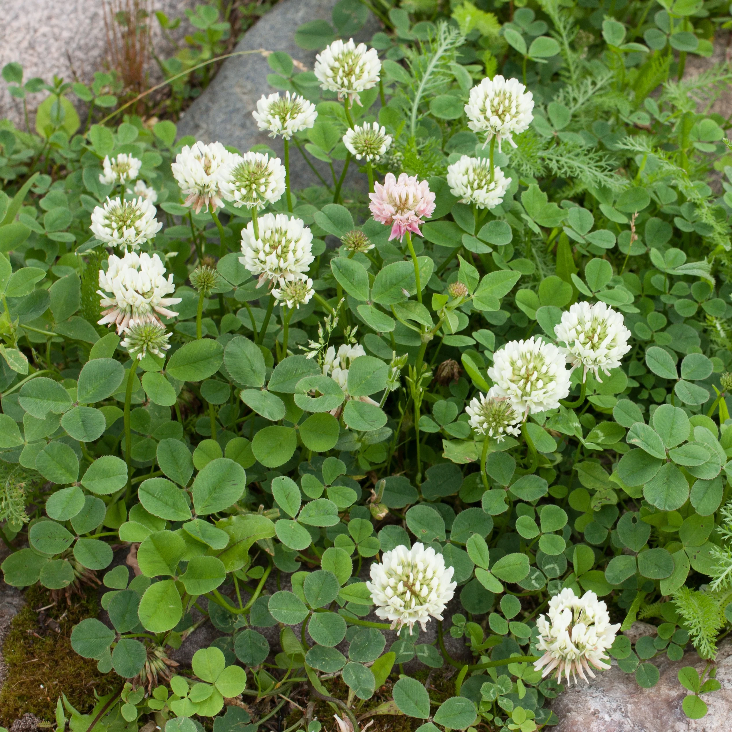 Trèfle blanc nain - Image 3