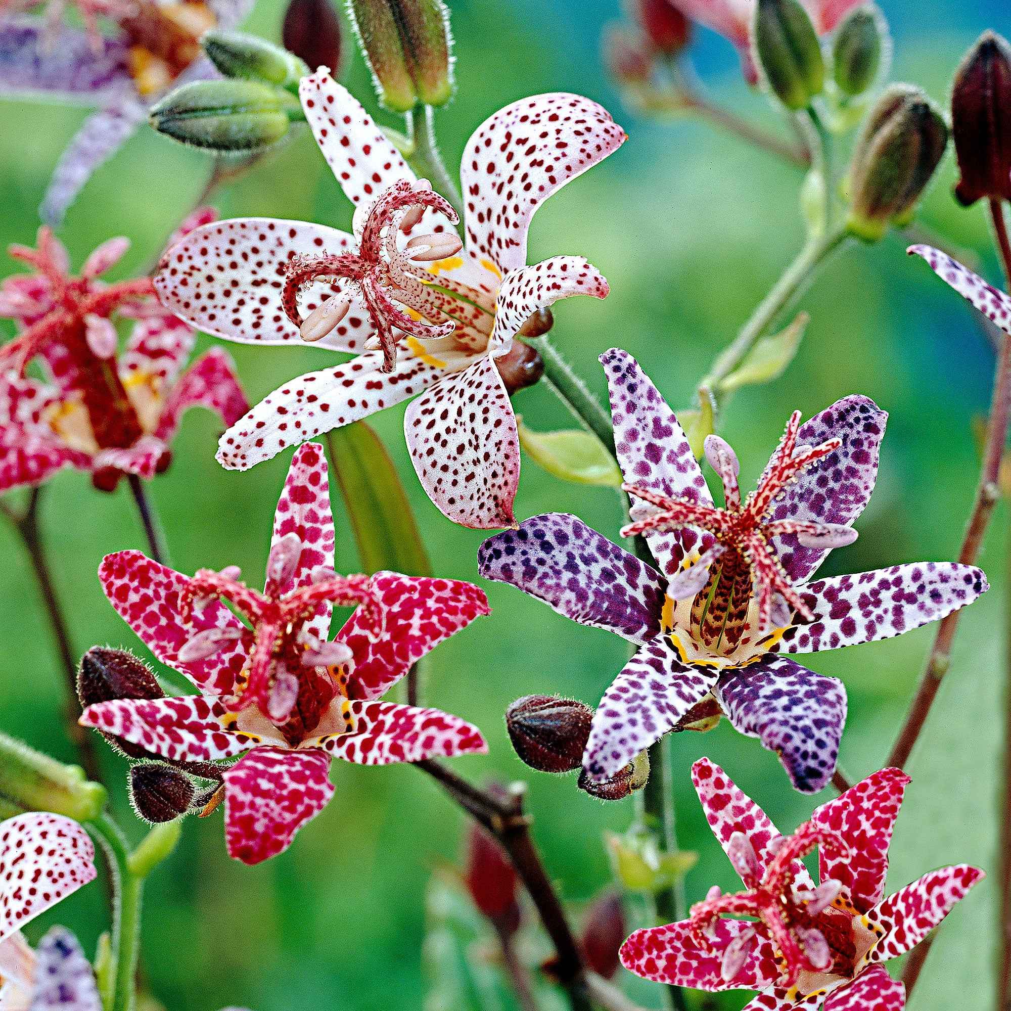 5 Tricyrtis en mélange