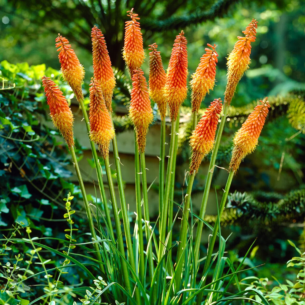 5 Tritomas - Image 2