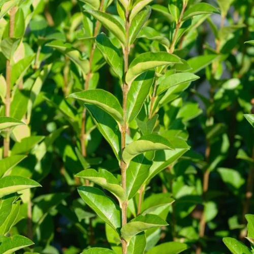 Troène de Californie Ligustrum ovalifolium - Image 3