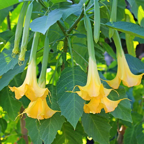 Trompette des anges 'Tricolor' - Image 4
