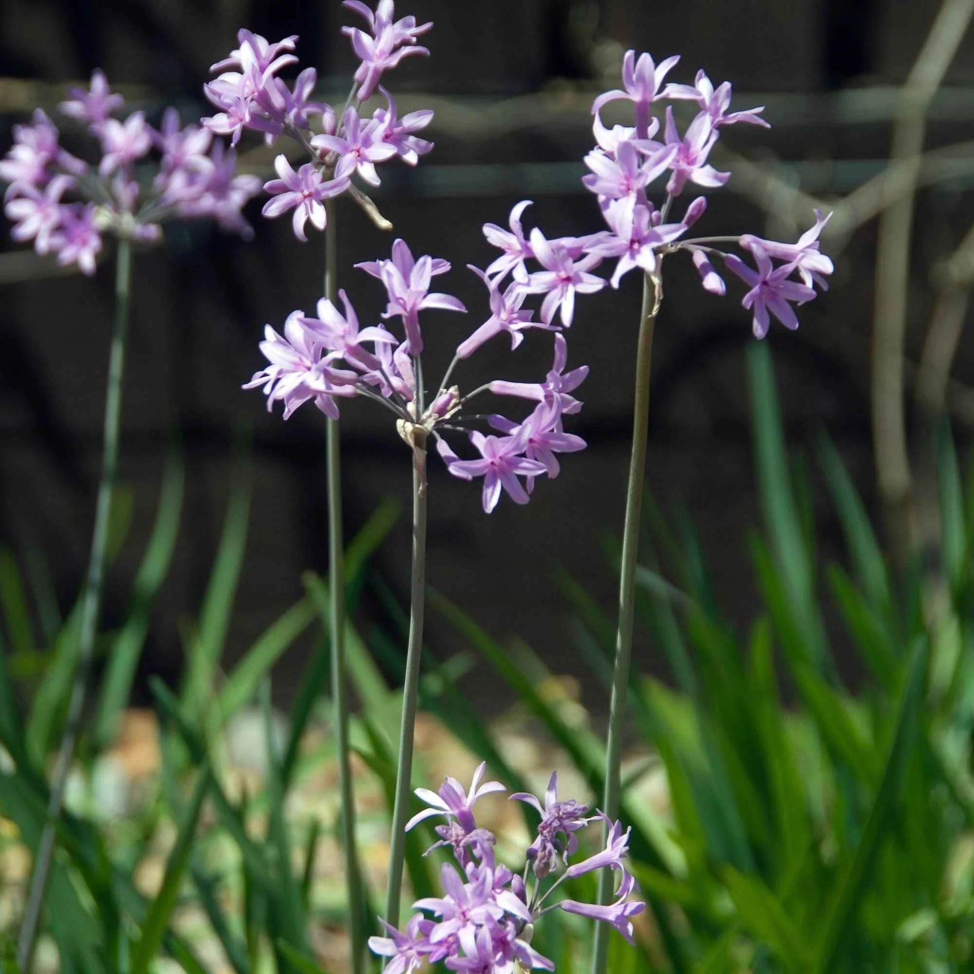 3 Tulbaghia violacea - Image 2
