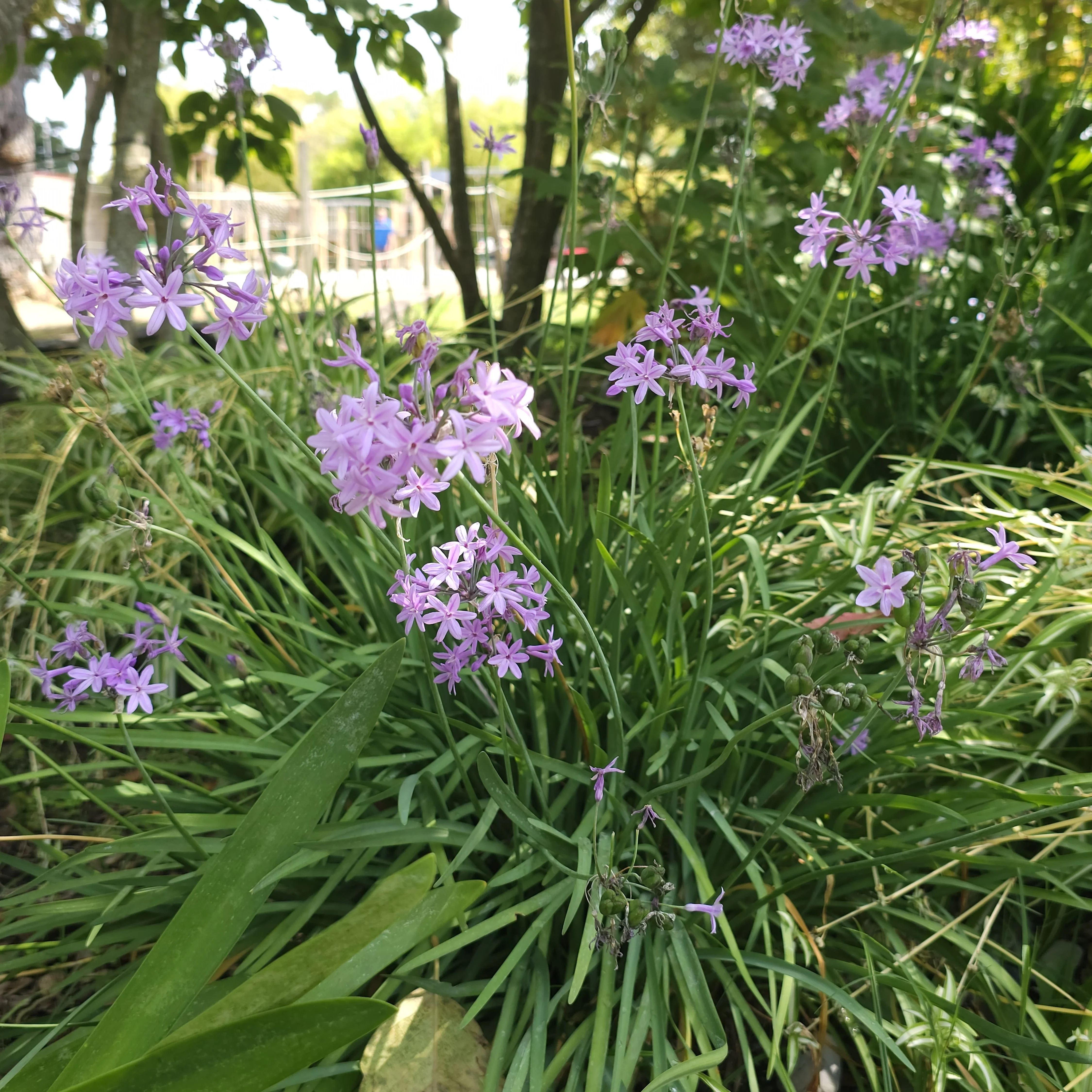 3 Tulbaghia violacea - Image 3