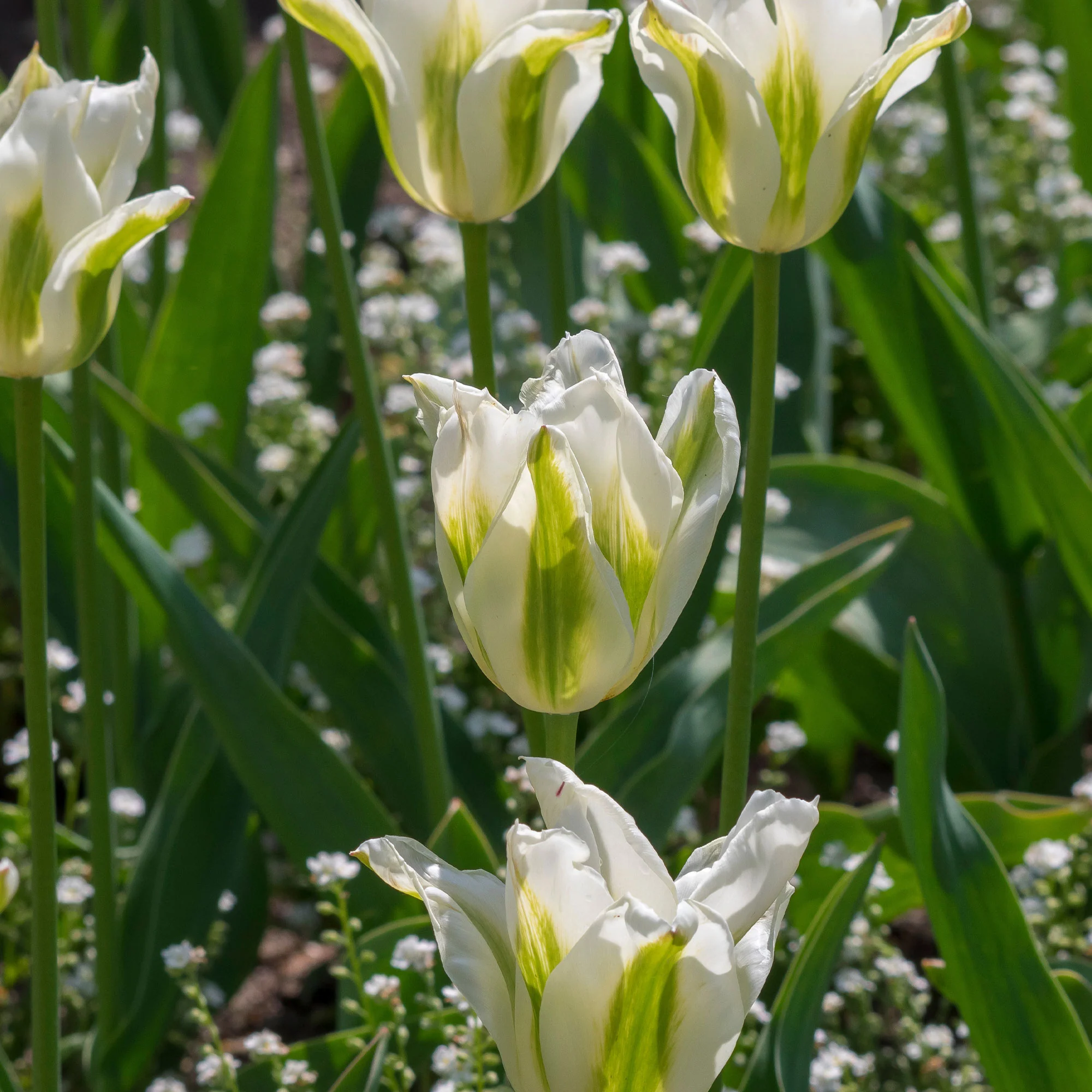 10 Tulipes à fleurs de lis Greenstar