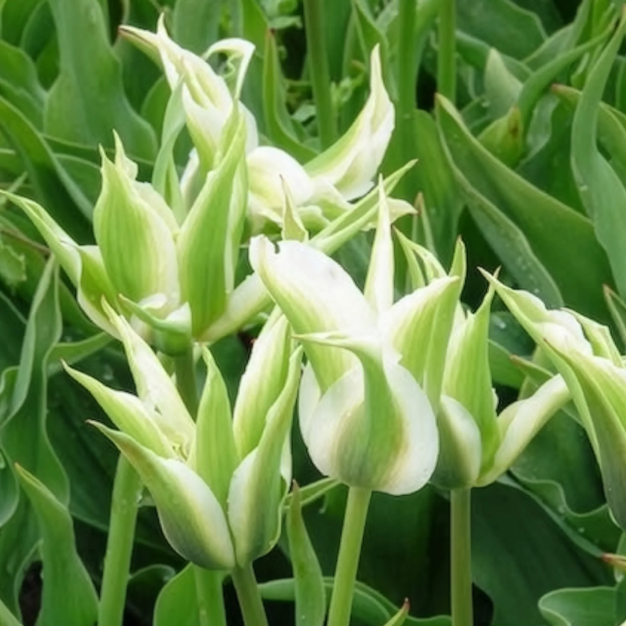 10 Tulipes à fleurs de lis Greenstar - Image 11