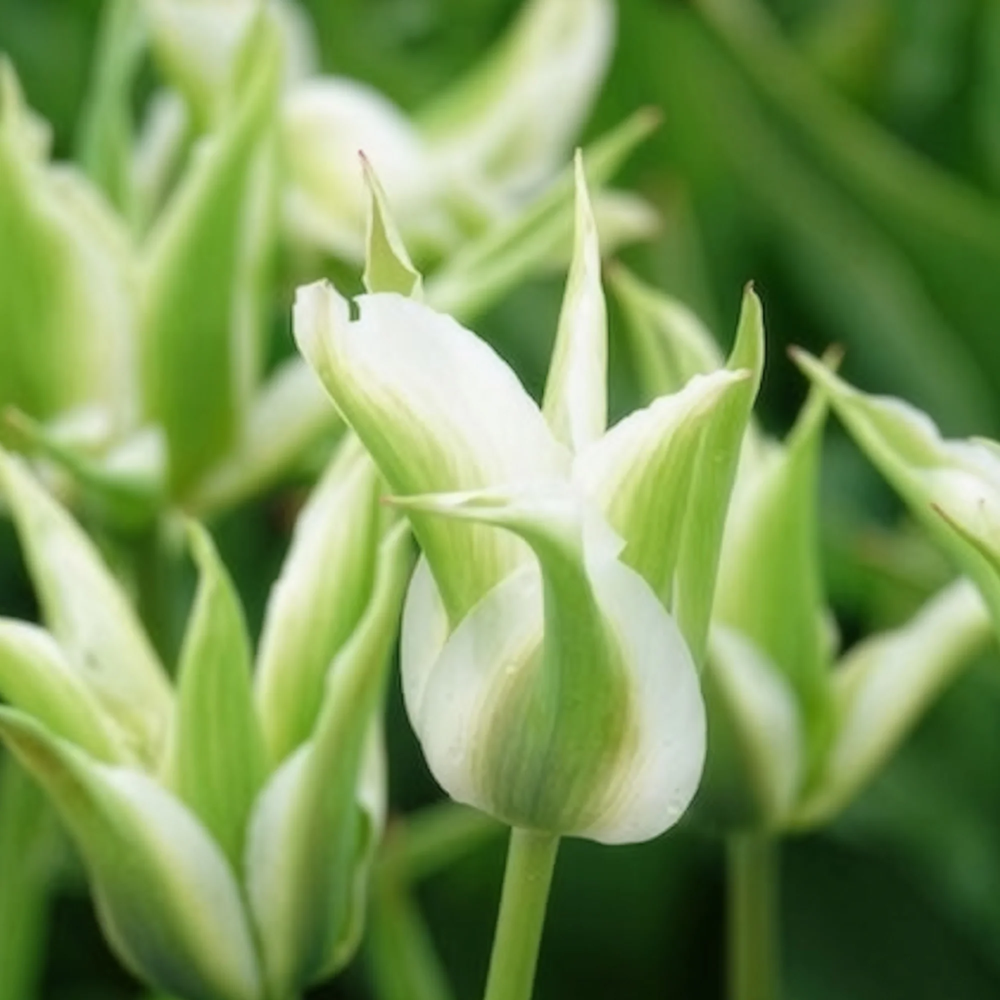 10 Tulipes à fleurs de lis Greenstar - Image 12