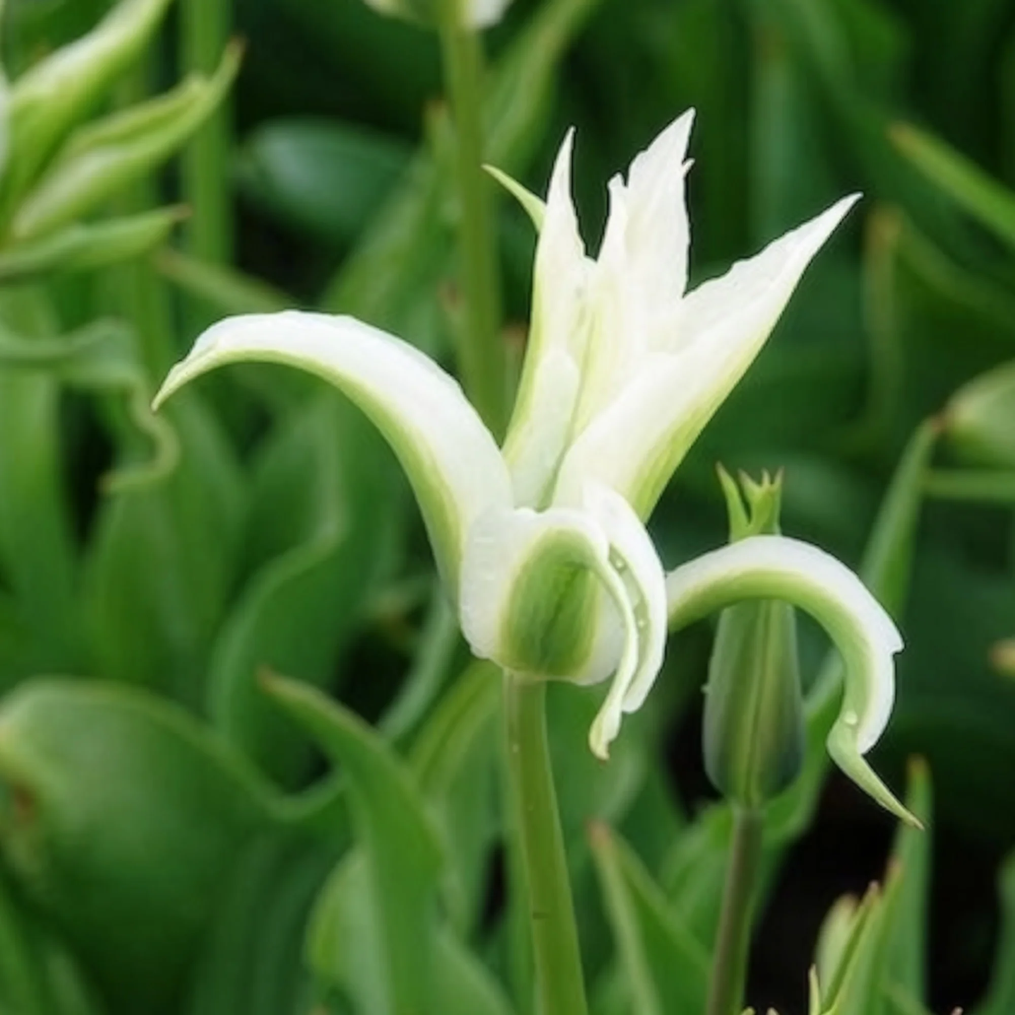 10 Tulipes à fleurs de lis Greenstar - Image 13